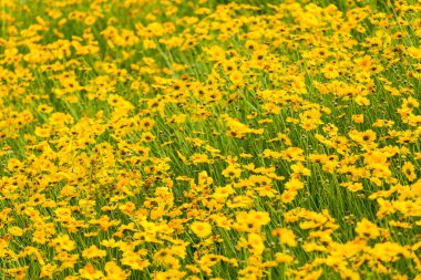 sarı koreopsis çiçeği açan arkaplan