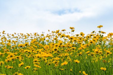 coreopsis çiçekler mavi gökyüzü ile çiçeklenme