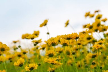 güzel coreopsis lanceolata closeup