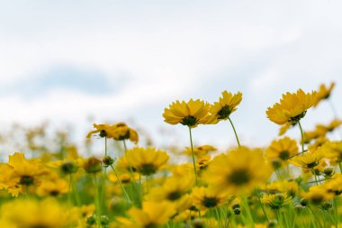 güzel coreopsis lanceolata çiçeklenme arka plan