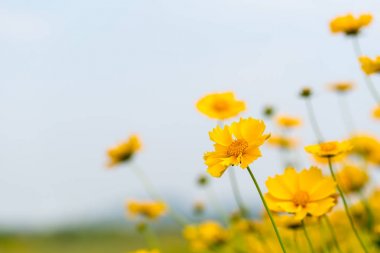 coreopsis çiçek açma yakın çekim