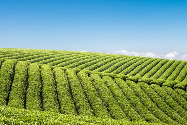 Чайная плантация против голубого неба — стоковое фото