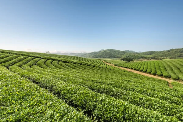 Tea plantations on a sunny morning — Stock Photo, Image