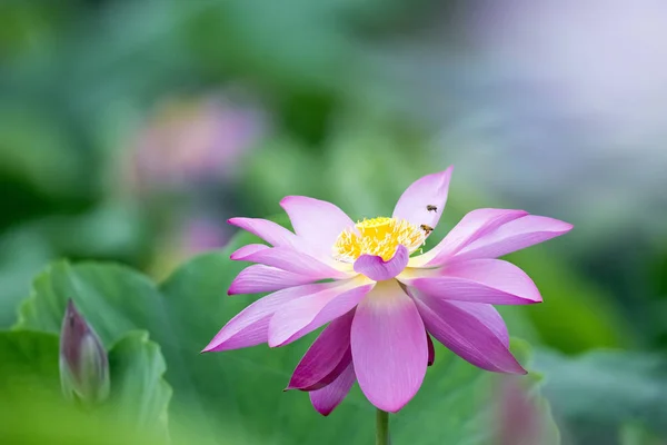 Bloeiende Lotus bloem close-up — Stockfoto