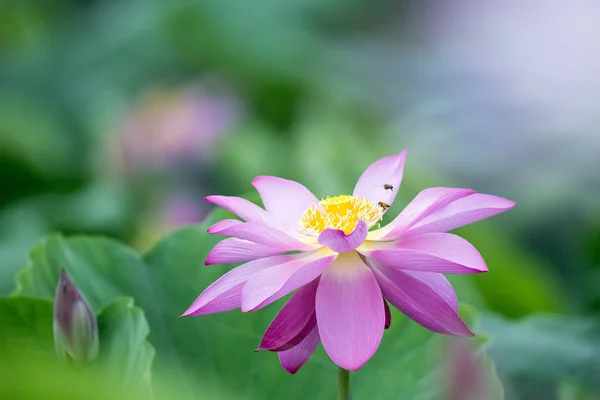 盛开的莲花特写 — 图库照片