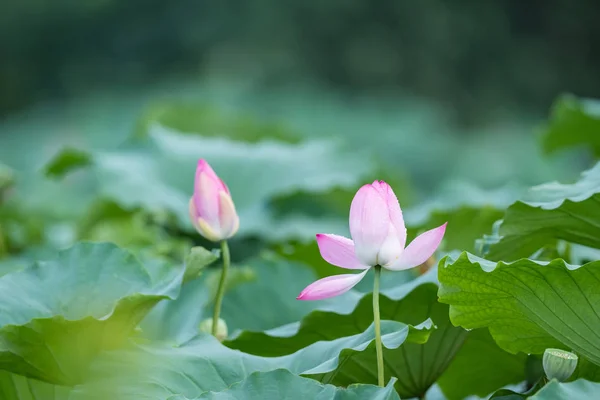 Peisajul iazului de lotus după ploaie — Fotografie, imagine de stoc