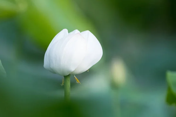 Flor de lótus branco em flor — Fotografia de Stock