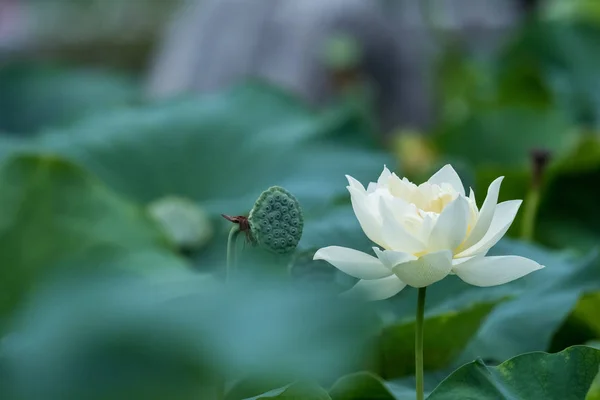 Wihte fleur de lotus en fleur en été — Photo