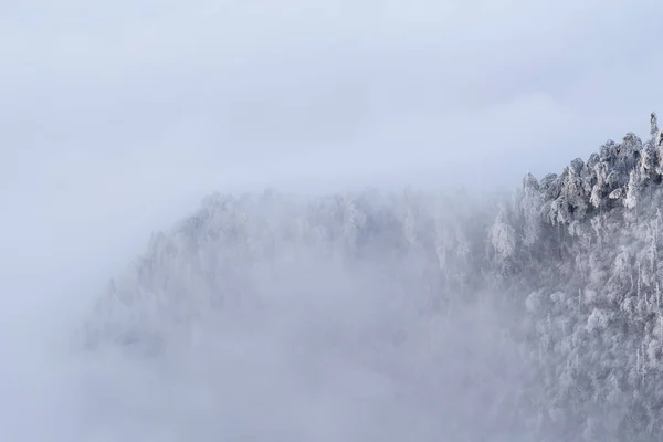 Vinterskog i tät dimma — Stockfoto