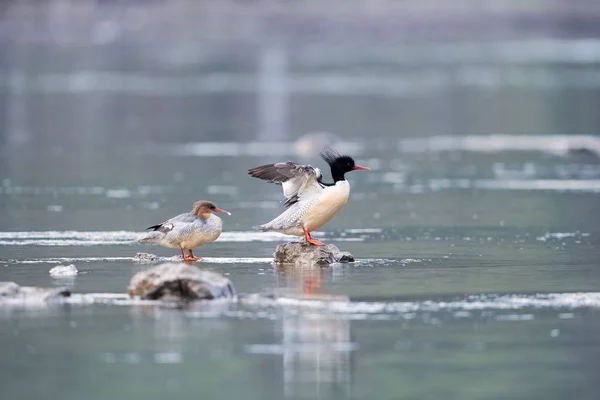 Mergus squamatus chino merganser — Foto de Stock