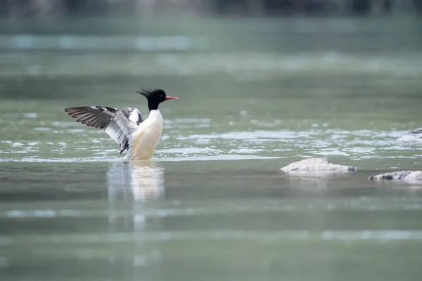 Kinesiska merganser Mergus squamatus — Stockfoto