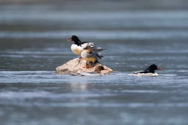 Mergus squamatus chinese merganser — Stock Photo, Image