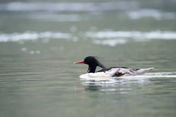 Mergus squamatus chinese merganser — Stock Photo, Image