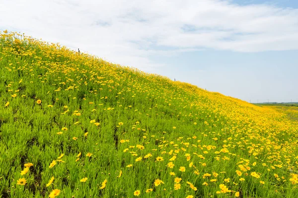 Sárga coreopsis virágok virágzó vad — Stock Fotó