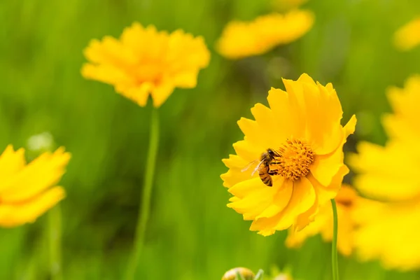 El primer plano de la abeja en la flor floreciente — Foto de Stock