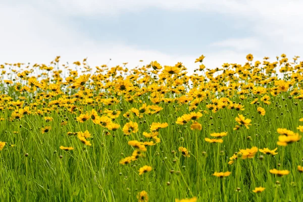 Vackra Coreopsis lanceolata blommande — Stockfoto