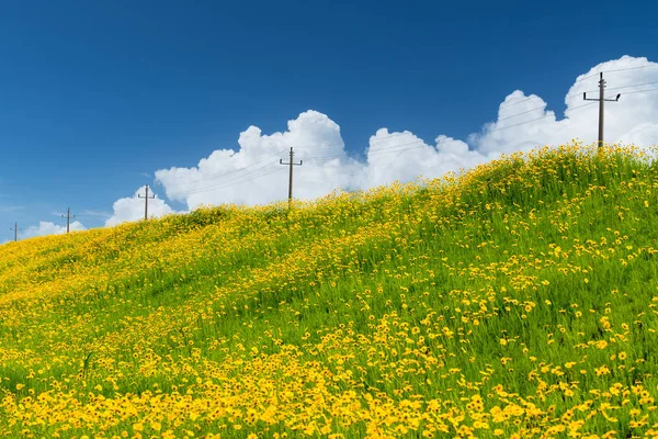 Bella fioritura coreopsis lanceolata — Foto Stock