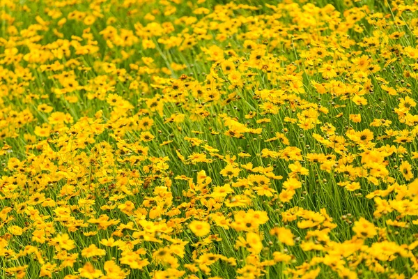 Sárga coreopsis virág virágzó háttér — Stock Fotó