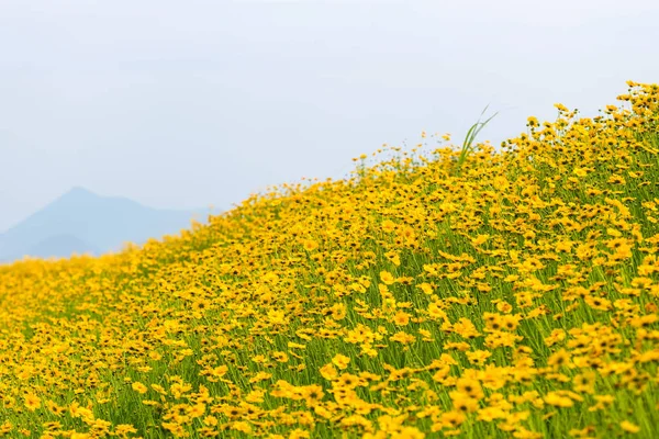 Flores de coronas amarillas floreciendo — Foto de Stock