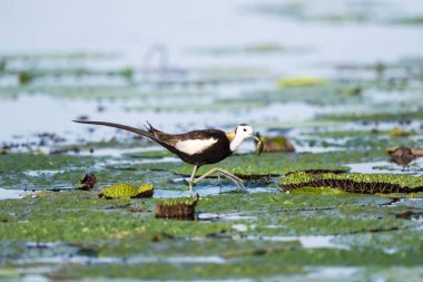 Sülün kuyruklu Jakana