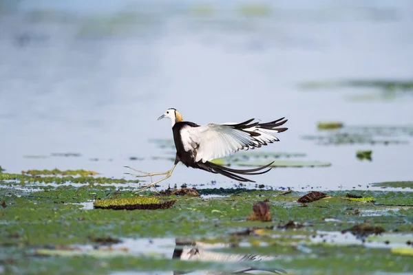 Jacana de cola de faisán — Foto de Stock