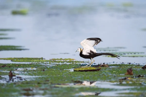 Jacana de cola de faisán — Foto de Stock