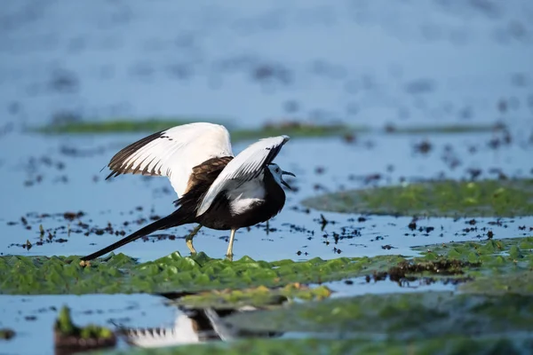 Uccello fagiano d'acqua — Foto Stock