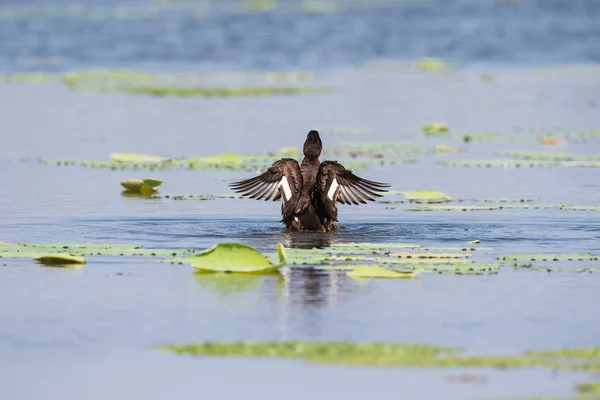 Pochard ferruginoso, aythya nyroca — Fotografia de Stock