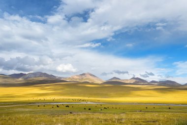 güzel otlak manzara,