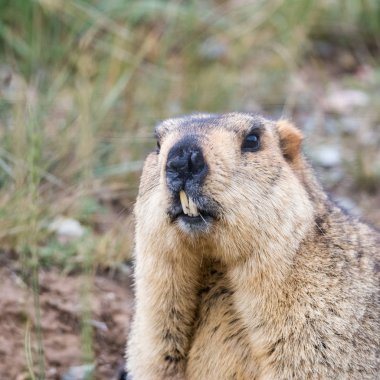 bobak marmot closeup