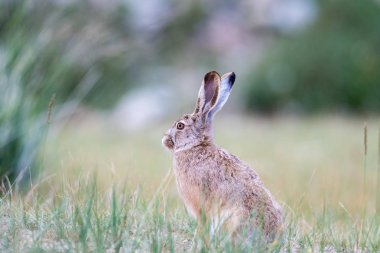 hare closeup in grass clipart