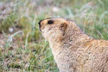 çim bobak marmot closeup