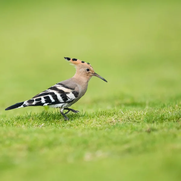 Beautiful eurasian hoopoe closeup — Stock Photo, Image