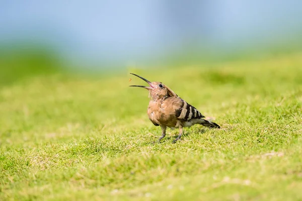 Euraziatische hop of gewone hoopoe — Stockfoto