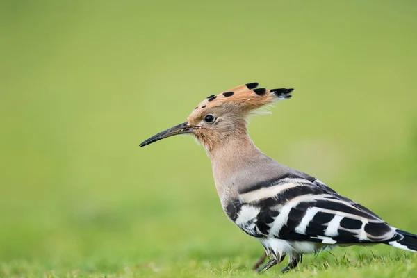 Beautiful eurasian hoopoe bird head closeup — Stock Photo, Image