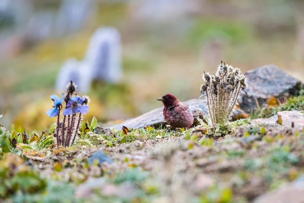 Rosefinch tibetano, carpodacus roborowskii — Fotografia de Stock