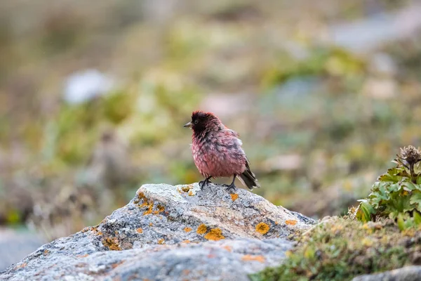 Tibet kuşu (carpodacus roborowskii) — Stok fotoğraf