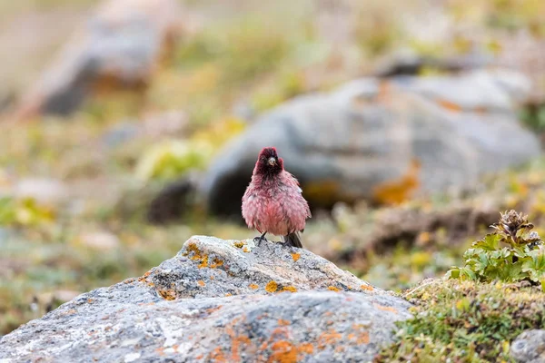 Belo rosefinch tibetano — Fotografia de Stock