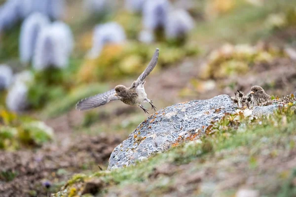 Pequeno tibetano rosefinch voando — Fotografia de Stock