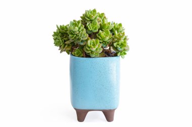 small potted succulent plant isolated on white with clipping path clipart