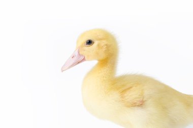 Genç Muscovy ördeği, beyaza yakın çekim.