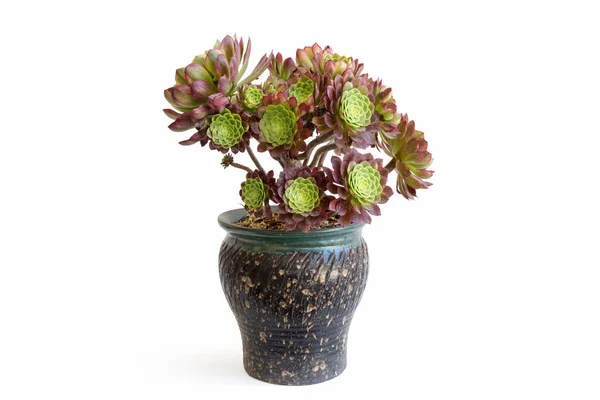 Bella Pianta Succulenta Vaso Isolato Sfondo Bianco — Foto Stock