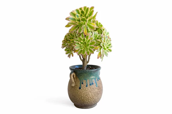 Pianta Succulenta Vaso Isolata Fondo Bianco — Foto Stock