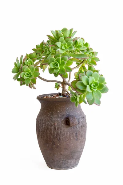 Pianta Succulenta Vaso Isolata Fondo Bianco — Foto Stock