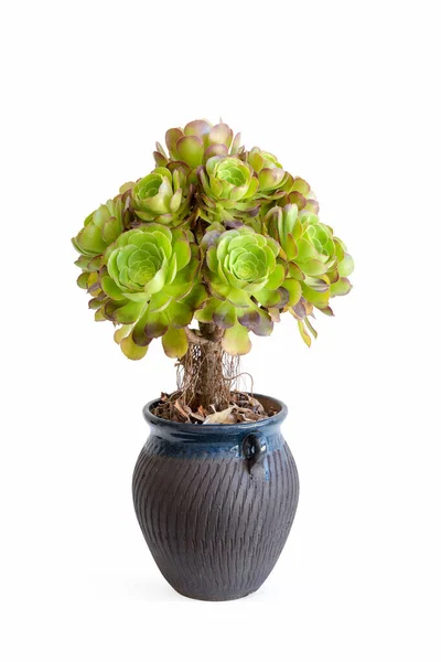 Mooie Sappige Plant Gekweekt Een Pot Geïsoleerd Witte Achtergrond — Stockfoto