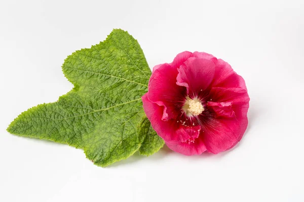 Hollyhock Flor Folha Isolada Fundo Branco — Fotografia de Stock