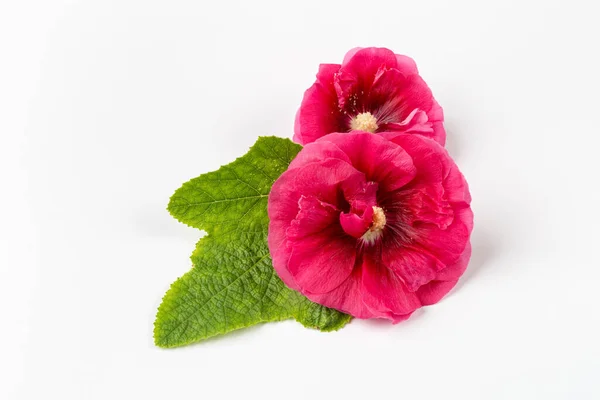 Hollyhock Květiny List Izolované Bílém Pozadí — Stock fotografie