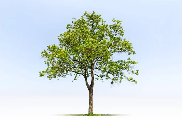 Árbol Verde Aislado Sobre Fondo Azul Del Cielo Árbol Catalpa —  Fotos de Stock