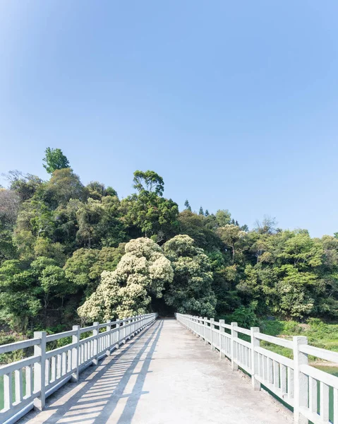 Bridge Leads Woods Blue Sky — стоковое фото