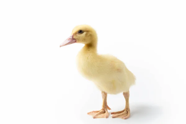 Pato Pequeño Aislado Sobre Fondo Blanco Cairna Moschata —  Fotos de Stock